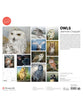 Owls: Jeannine Chappell 2027 Pomegranate Wall Calendar