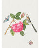 Pomegranate Celebration Notecards - Flowers, Birds & Butterflies
