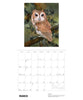 Owls: Jeannine Chappell 2027 Pomegranate Wall Calendar