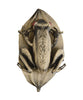 Esterbrook Book Holder - Tree Frog
